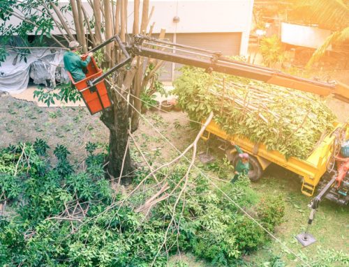 Choosing the Right  Tree Service Raleigh