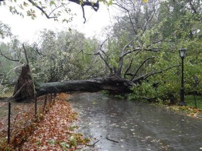 tree services raleigh