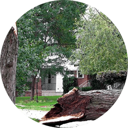 Raleigh Tree Removal