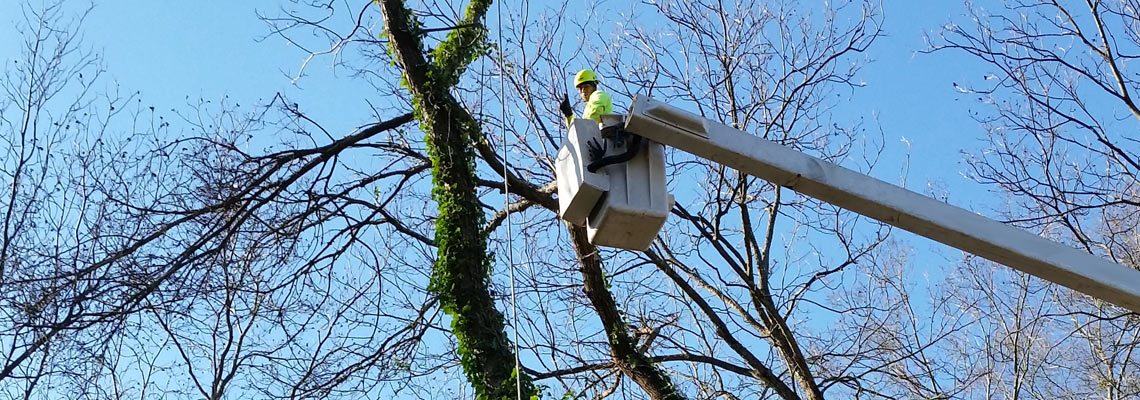 Tree Trimming Services