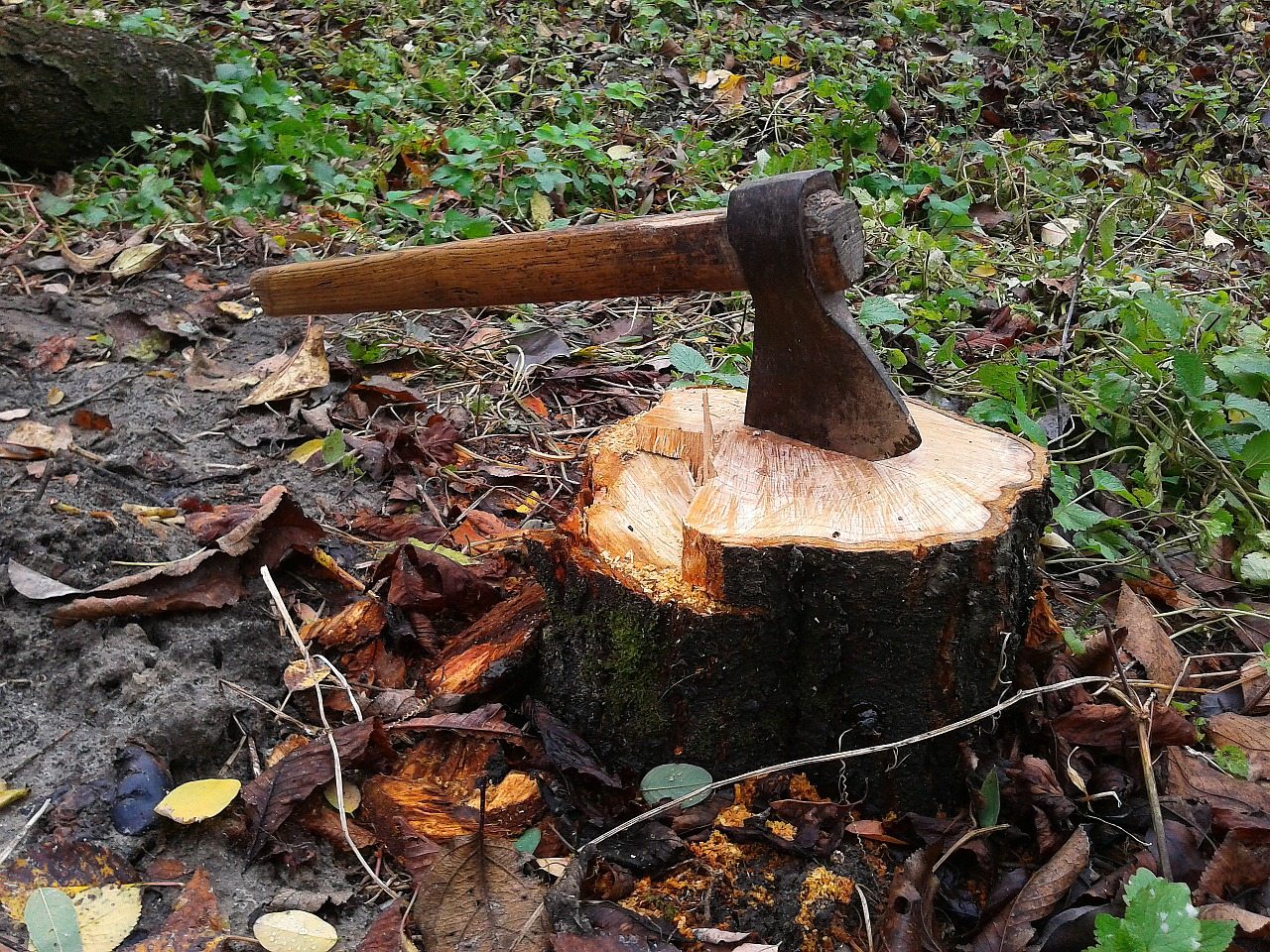 Raleigh Stump Grinding