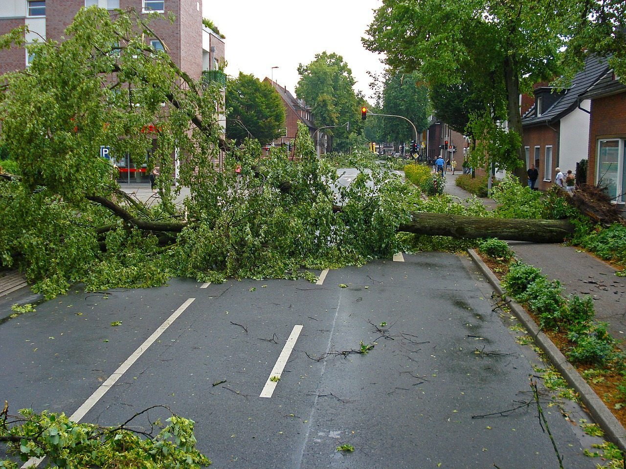 Raleigh tree removal