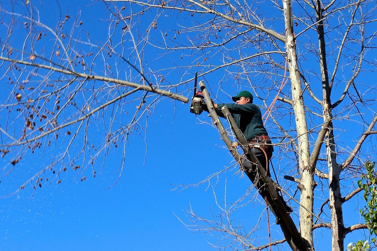 Raleigh Tree Trimming Raleigh Tree Trimming