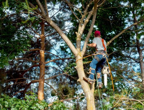 Proper Tree Care Basics