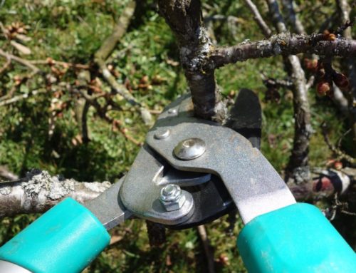Do’s and Don’ts of Raleigh Tree Removal