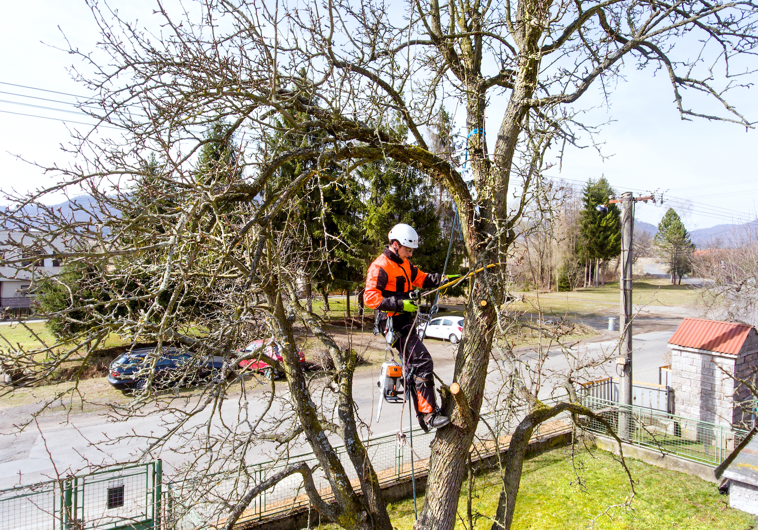 arborist with chain saw pruning limbs on a tree