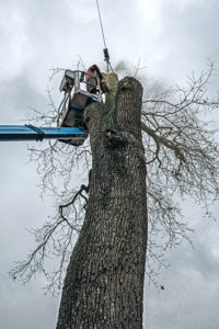 Arborist in platform cutting old oak with chainsaw