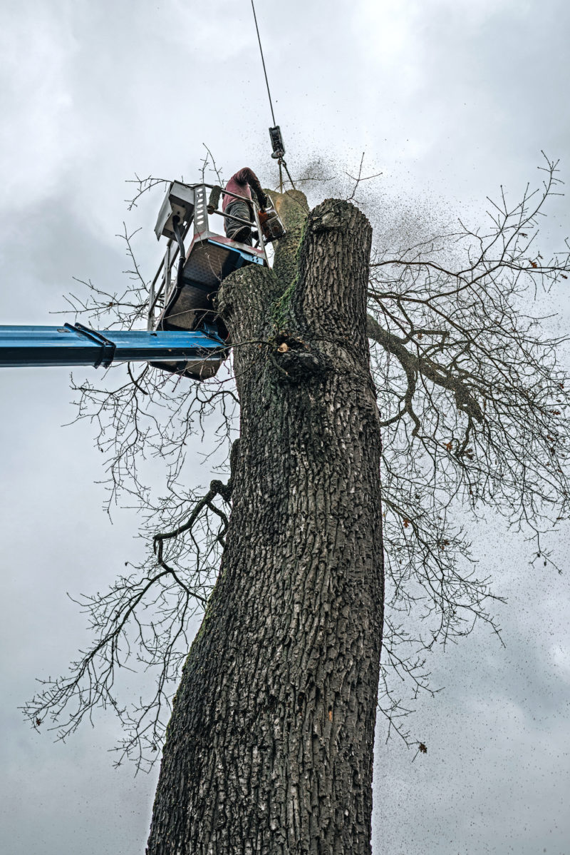 Enhance and Embolden Your Oasis Knightdale Tree Services 1