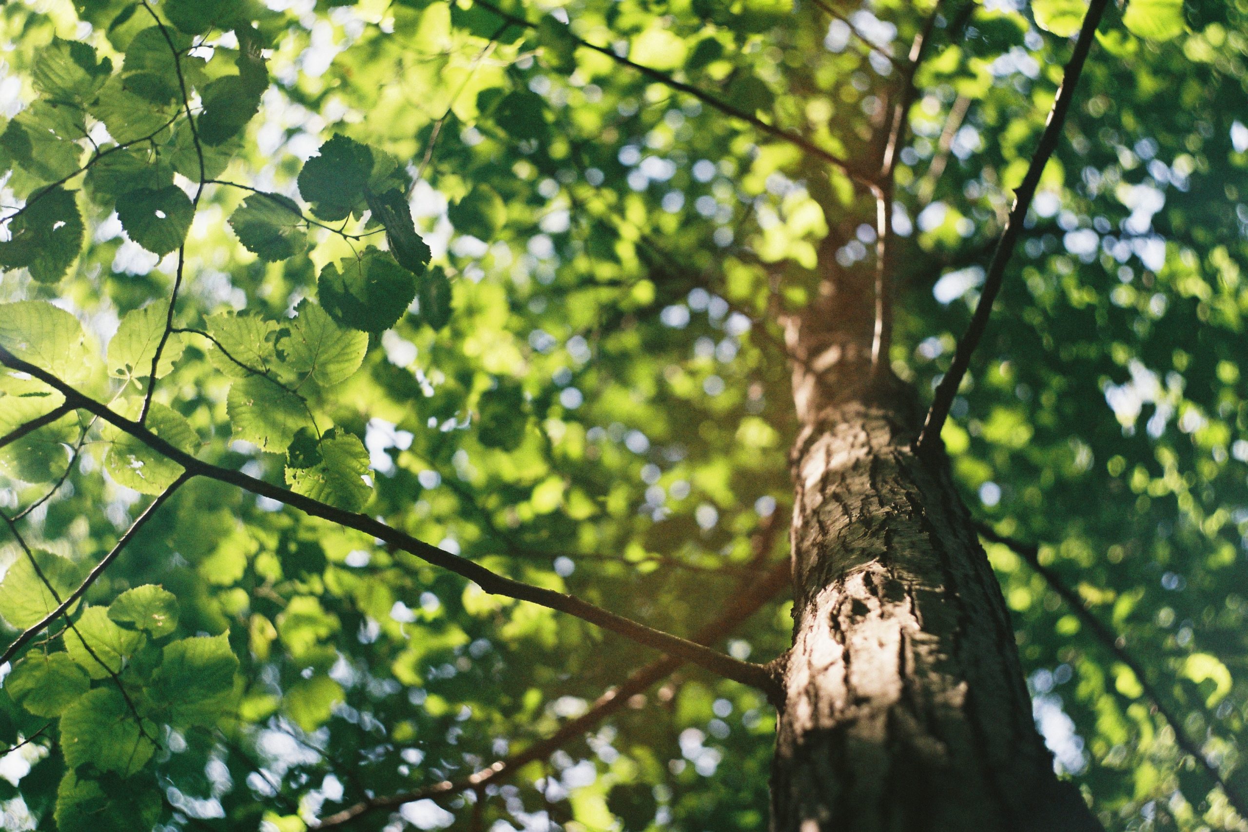 tree trimming - pruning