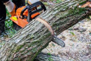 tree-service-wake-forest