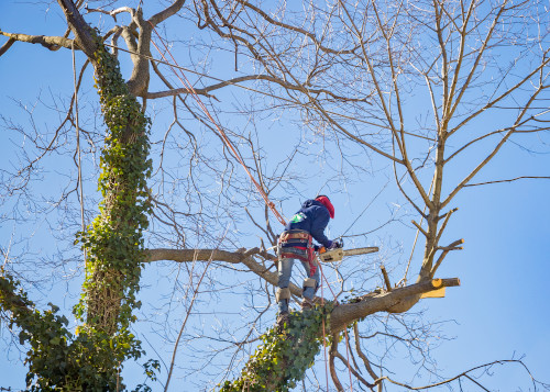 tree-pruning-raleigh, Cary Tree Service