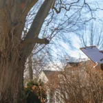 a man standing in front of a towering, leafless tree in a residential neighborhood, holding a clipboard and surveying the area for a tree removal permit application.
