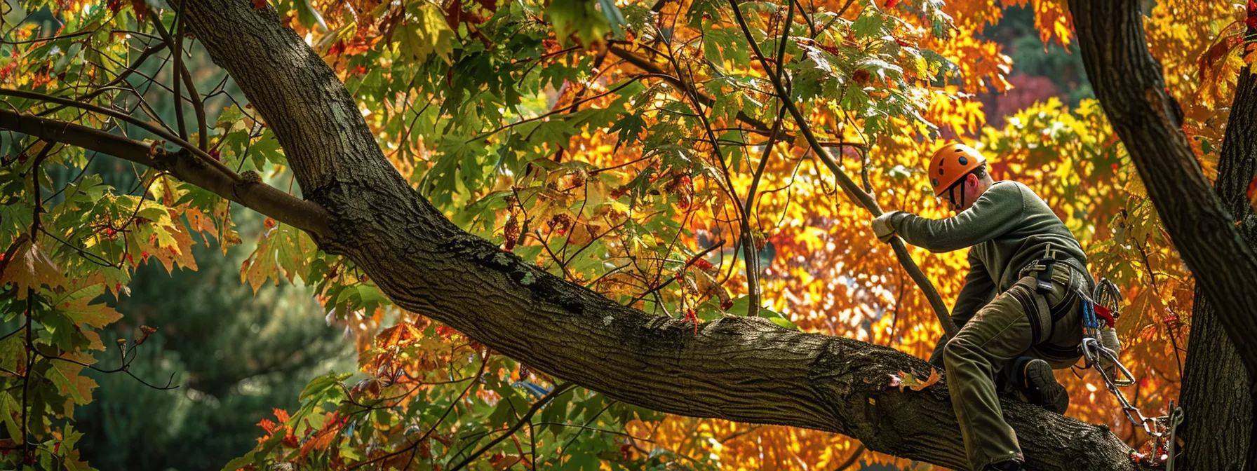 a skilled arborist carefully trims a vibrant maple tree, ensuring its health and reducing potential hazards in a lush raleigh backyard.