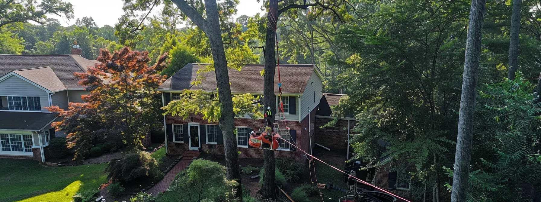 a skilled arborist safely removes a towering, dangerously leaning tree from a residential property in raleigh.