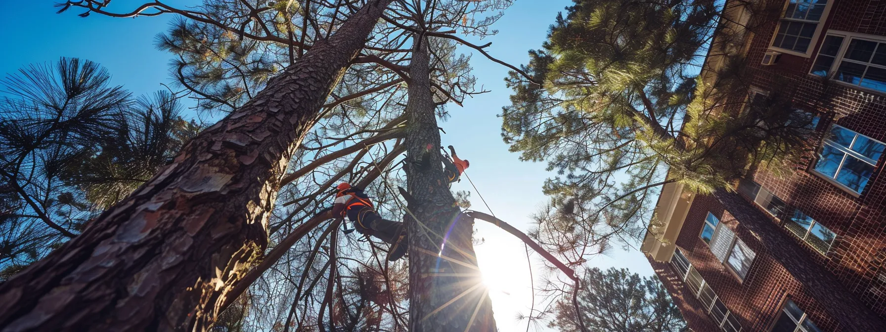 a team of arborists carefully removing a towering tree in raleigh, with safety precautions in place to protect surrounding structures and workers.