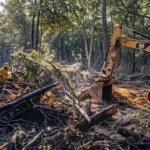 a team of workers using large machinery to clear a tangled mess of fallen trees and debris from a wooded area in raleigh.