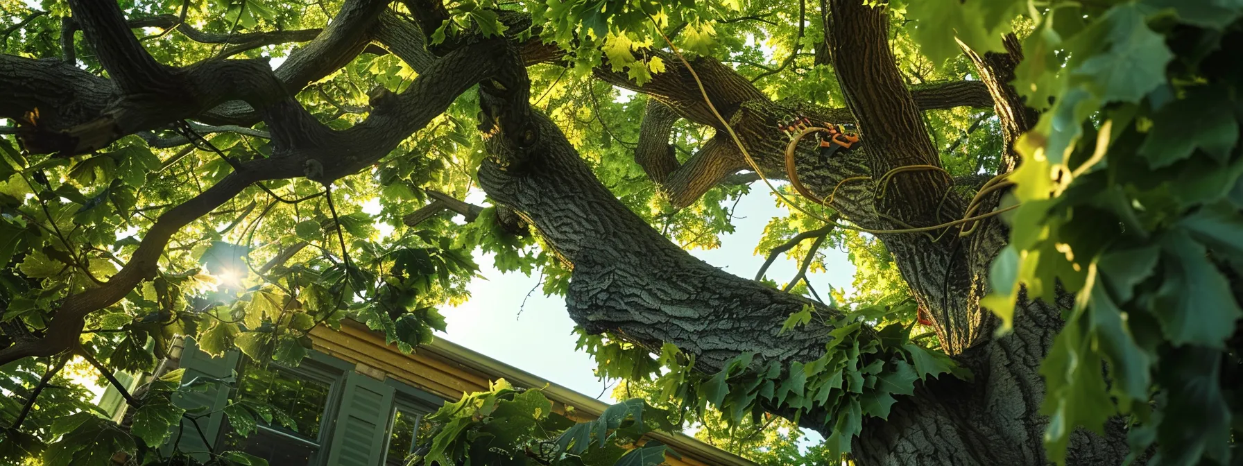 a skilled arborist carefully pruning a large tree near a beautiful home, ensuring protection and maintenance of the property.