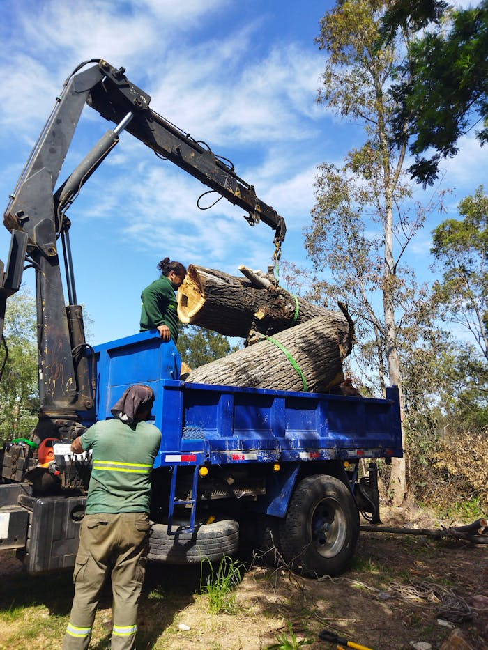 creative-03 Workers use machinery to load large timber logs onto a blue truck in an outdoor setting.