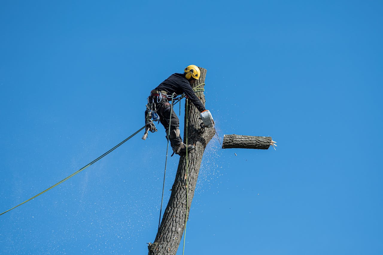 mobile-01 A skilled arborist wearing safety gear cuts a tree with a chainsaw against a clear blue sky.