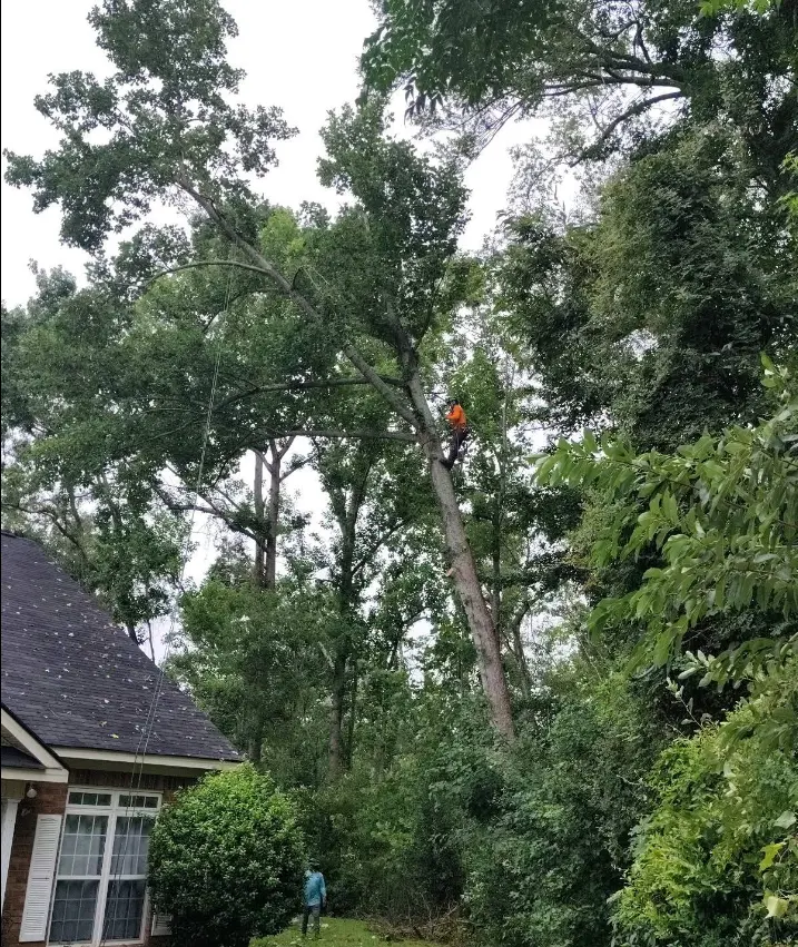 ashland tree service bradley peil