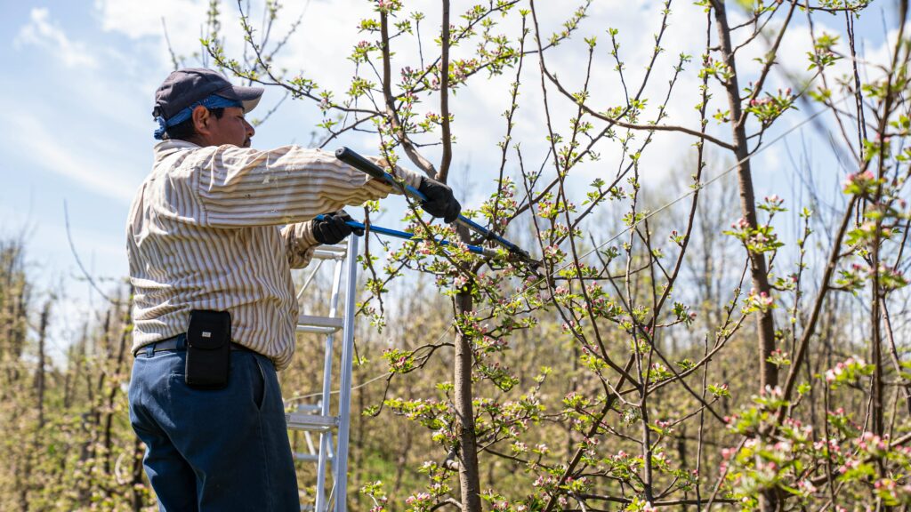 Professional Tree Care Raleigh