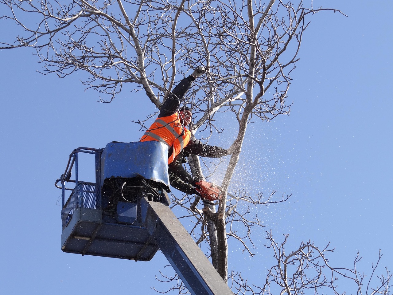 Emergency Tree Services Raleigh