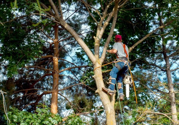 raleigh tree services