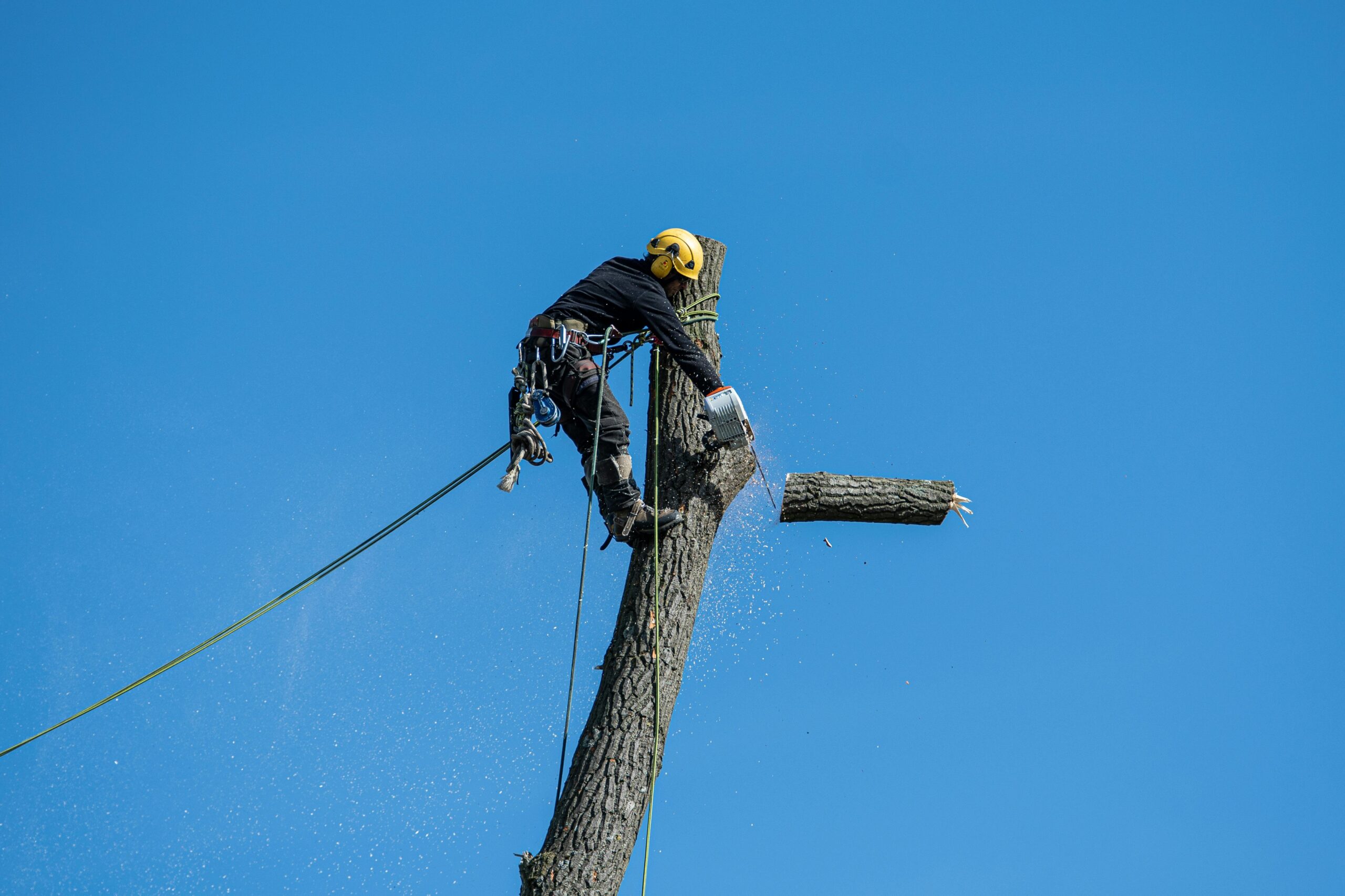 tree removal (2)