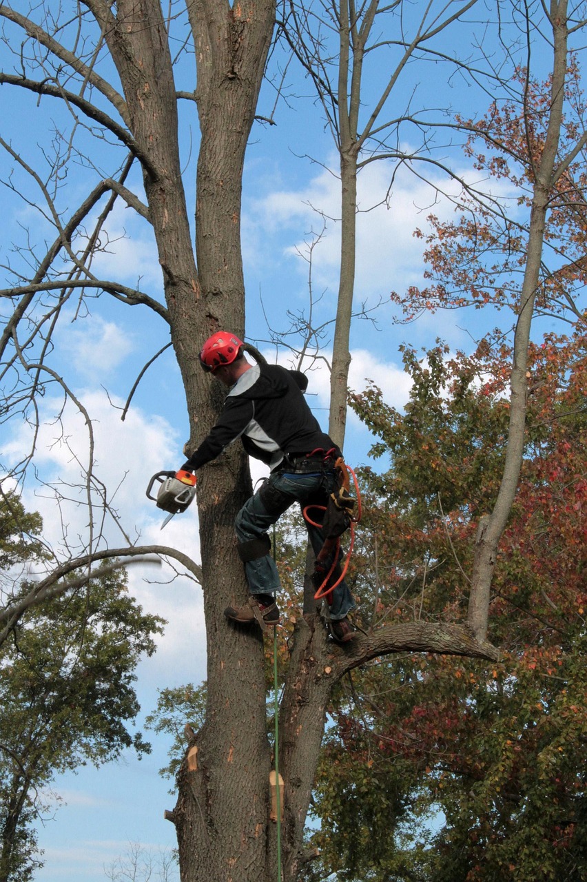 tree trimming new