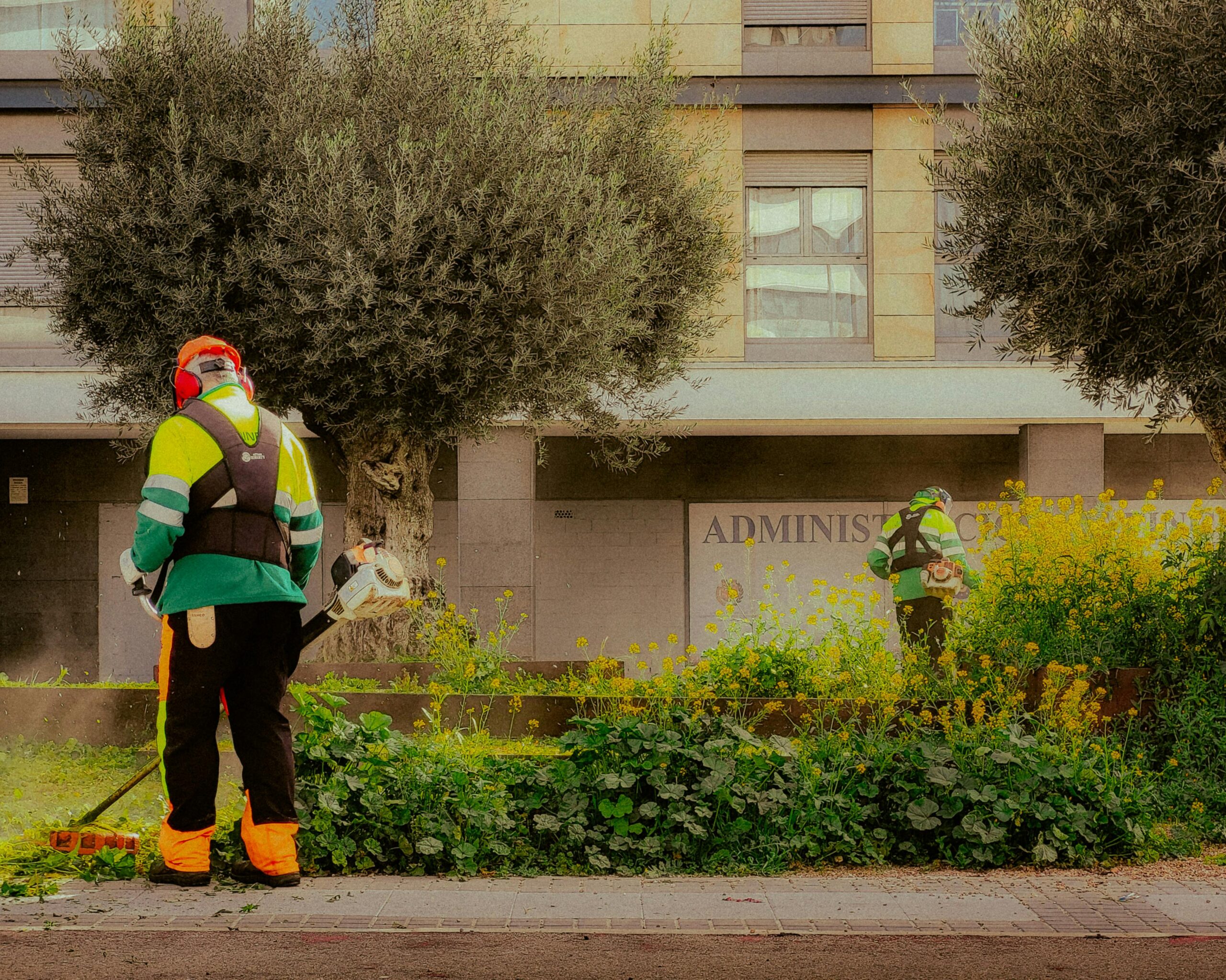 Tree Service in Raleigh NC -Ashland Tree Service