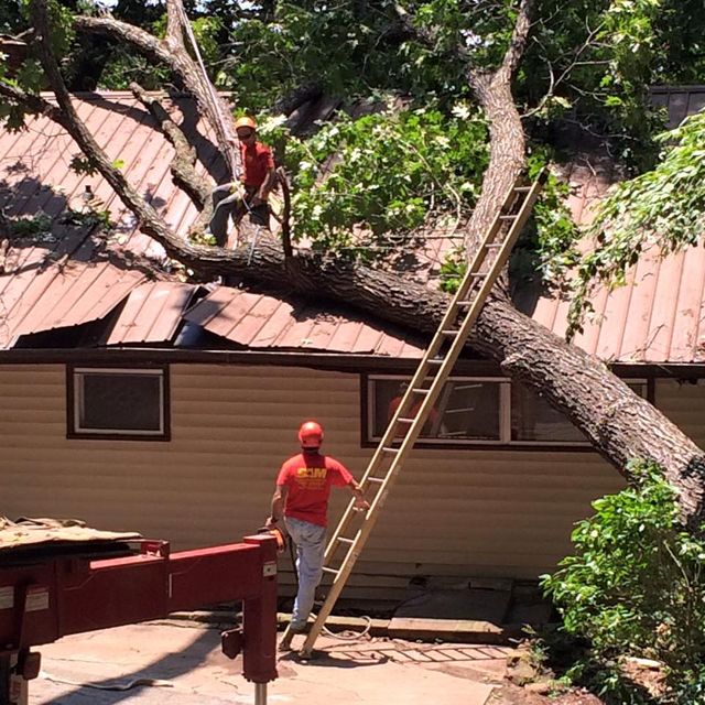 Hurricane-Season Tree Prep for Wake Forest, NC: A Homeowner’s Pre-Storm Checklist