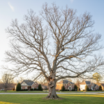 Dead oak tree with bare branches and peeling bark in a Raleigh NC suburban yard