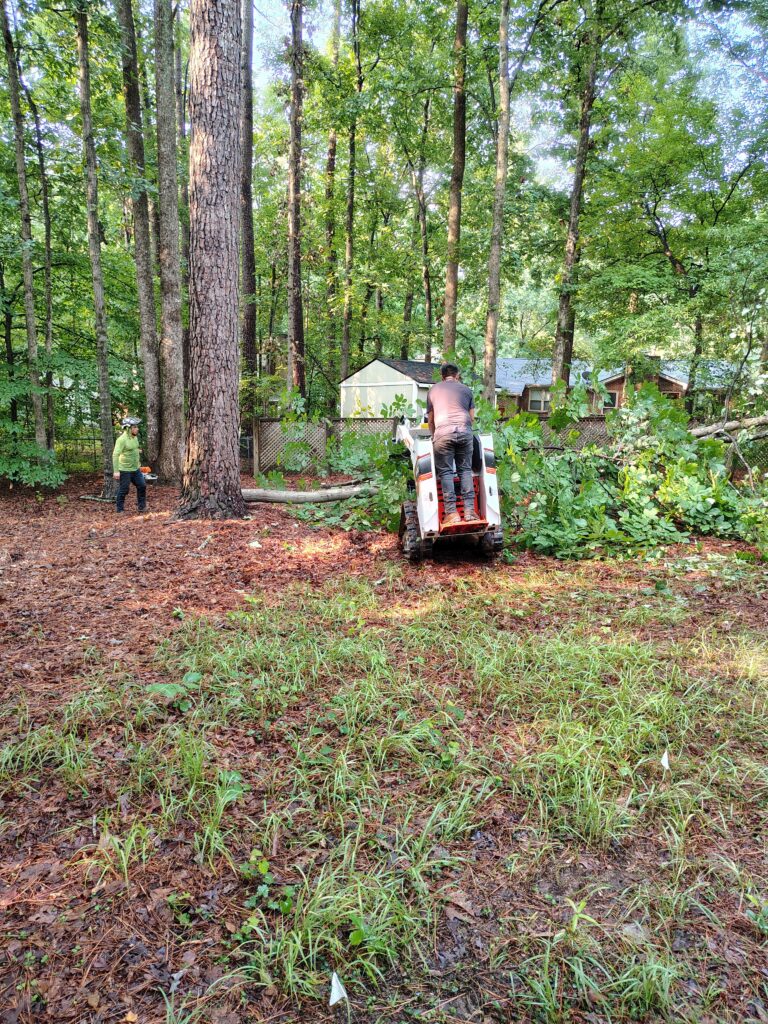 Two Ashland Tree Service crew members clearing a fallen oak with a chainsaw and Bobcat track loader in a wooded Raleigh NC garden