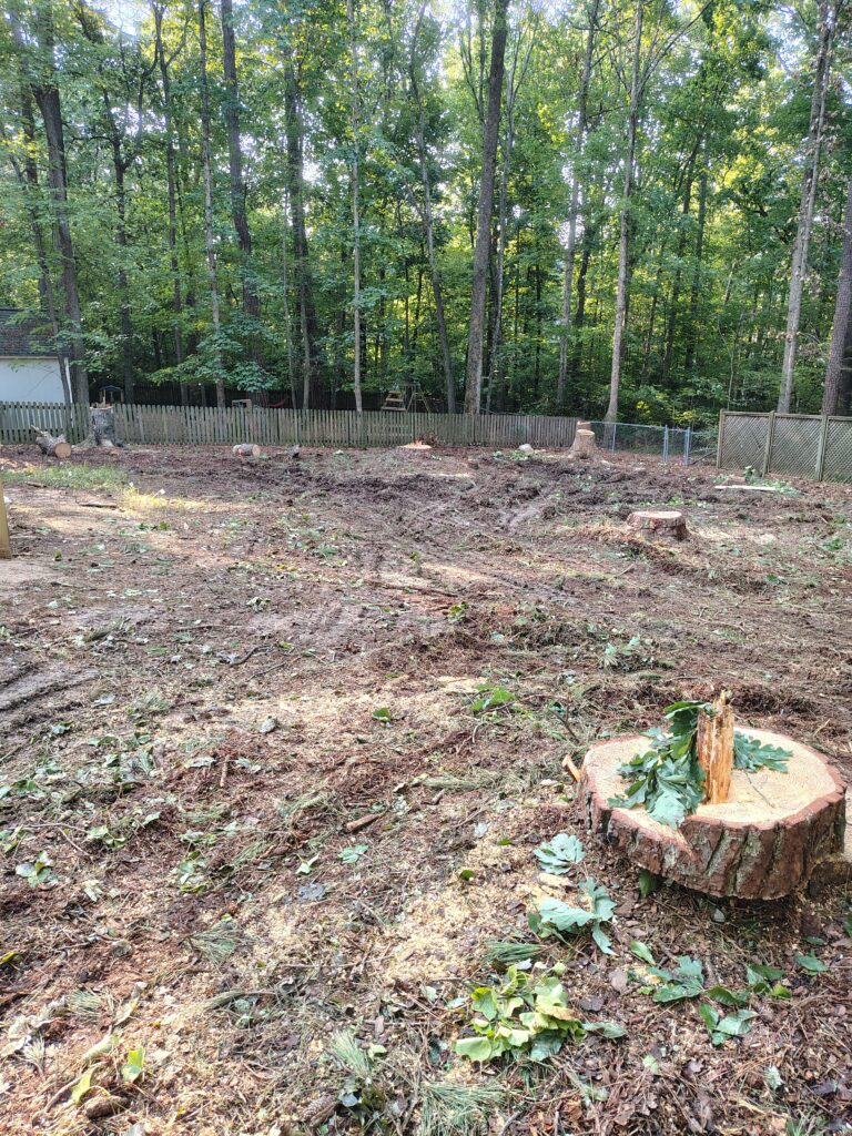 Cleared Raleigh NC backyard after multiple tree removals, showing freshly cut stumps, wood chips and stacked logs