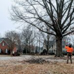 Arborist pole pruning a bare dormant tree in winter, the best time to trim trees in Raleigh NC