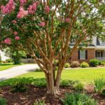 Healthy crape myrtle in full bloom with natural multi-trunk form and mottled bark in Raleigh NC