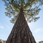 Looking up the tall bare trunk of a loblolly pine into its high canopy in Raleigh North Carolina