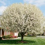 Single Bradford pear tree in full white spring blossom in a Raleigh NC front garden