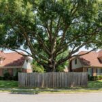 Large mature tree growing on the boundary line between two neighbouring homes in Raleigh North Carolina