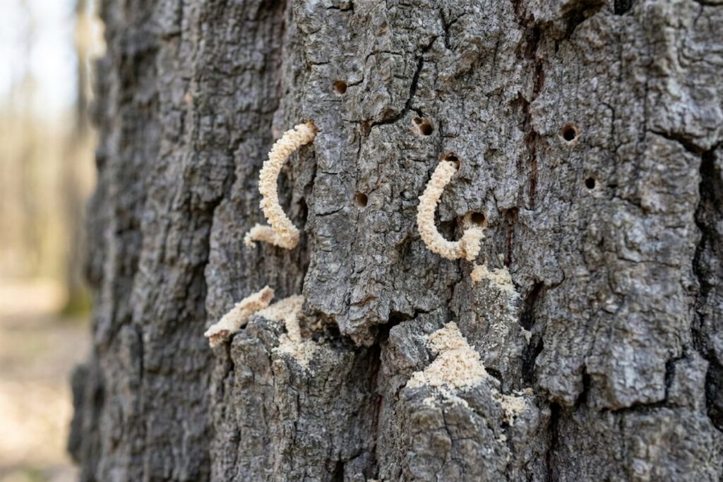 Close-up of oak bark with tiny ambrosia beetle holes and thin strands of sawdust frass on a stressed tree in Raleigh NC