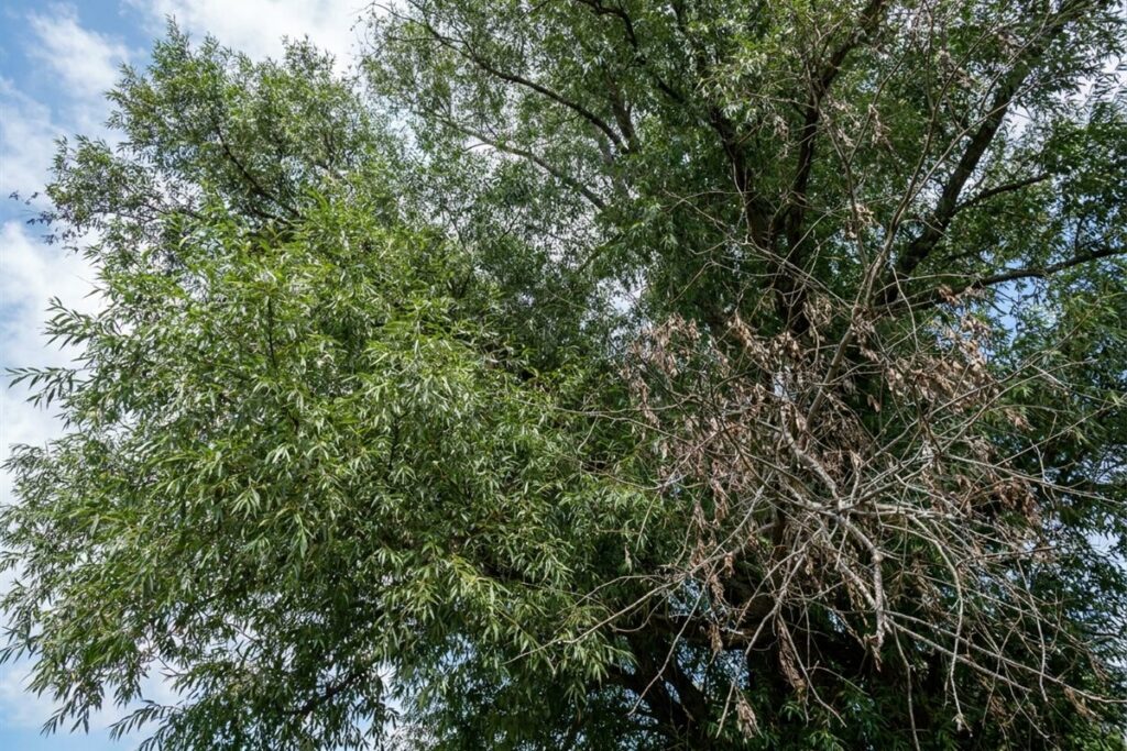 Willow oak crown in Raleigh NC with narrow green leaves on one side and bare dead branches with brown leaves on the other