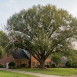 Large old willow oak with a dead limb hanging over the roof of a brick house in Raleigh NC