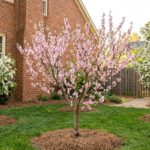 Pruned peach and apple trees in spring blossom in a Raleigh NC backyard
