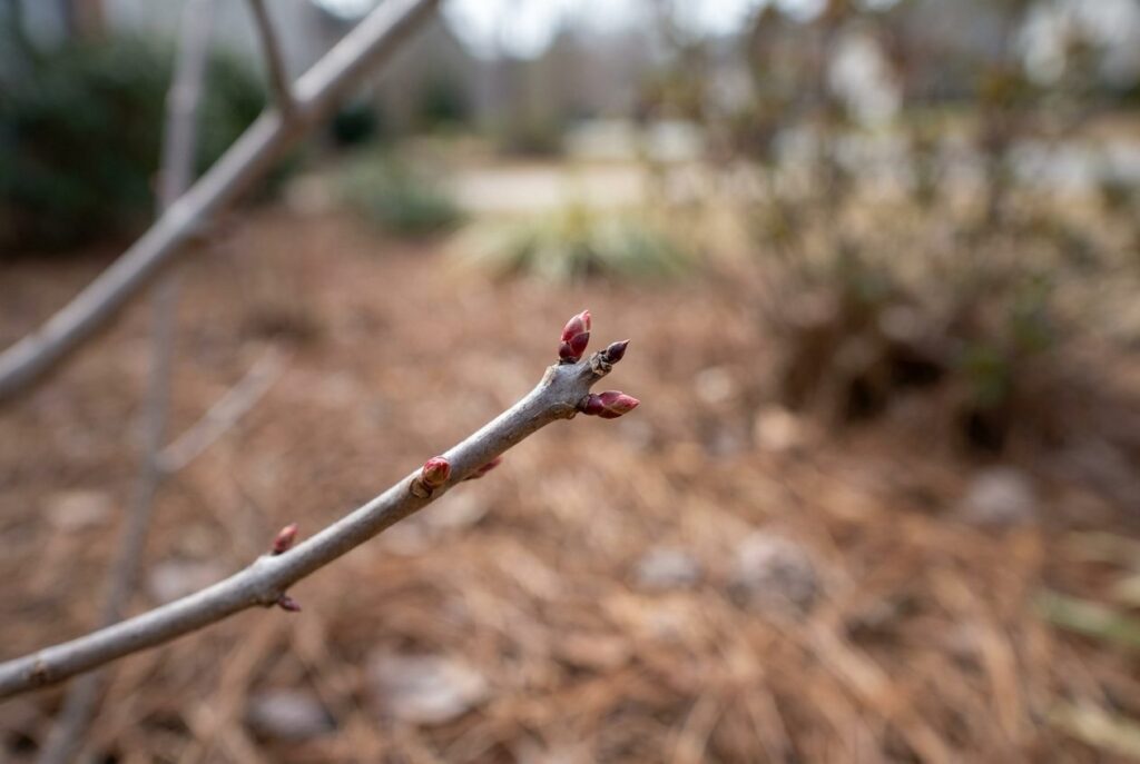Red leaf buds swelling on a dormant crepe myrtle branch tip in late winter