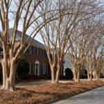 Dormant crepe myrtles with smooth peeling bark lining a residential street in Raleigh NC in late winter